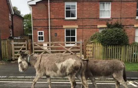 Fabulous cottage in the heart of the New Forest